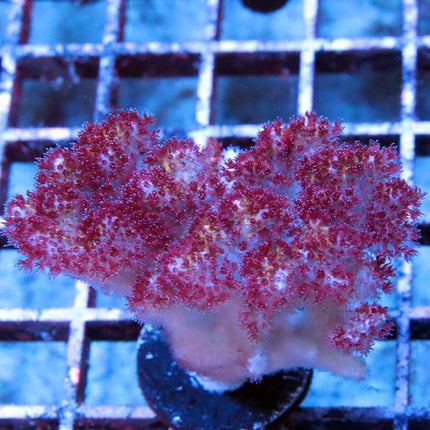 Purple Pocillopora
