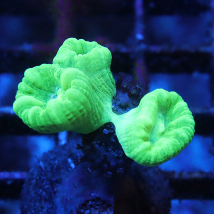 Kryptonite Candy Cane