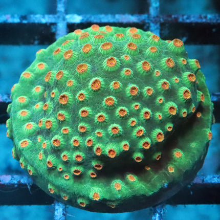 Meteor Shower Cyphastrea