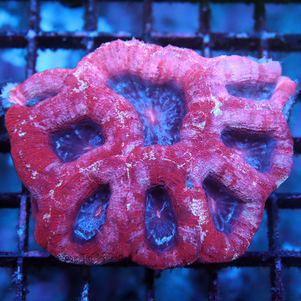 POTO Pink Hippo Bowerbanki Colony