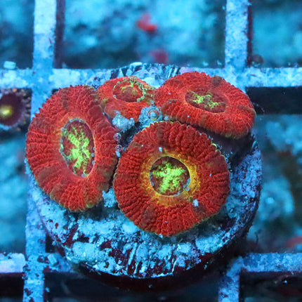 WWC Ruby Red Micromussa