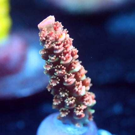 CF Nemisis