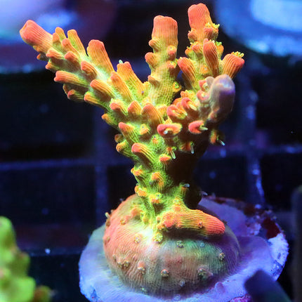 CB Tangerine Dreams