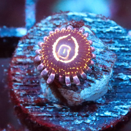 Stratosphere Zoa