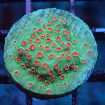 Seasons Greetings Cyphastrea
