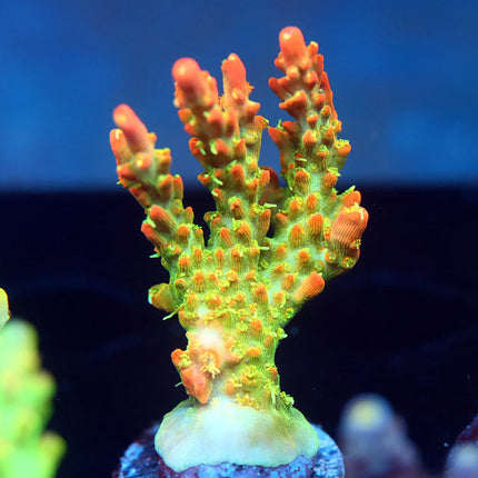CB Tangerine Dreams