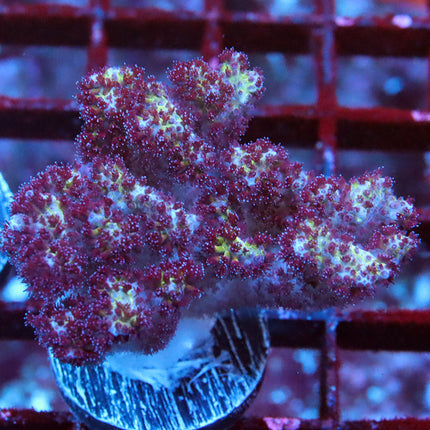 Purple Pocillopora