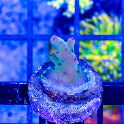 Tusi rainbow granulosa
