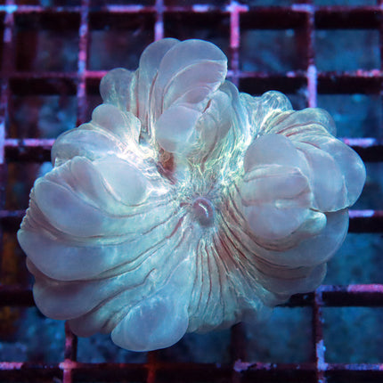 Fantastic Fox Coral