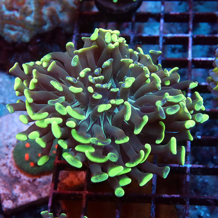 Neon Branching Hammer
