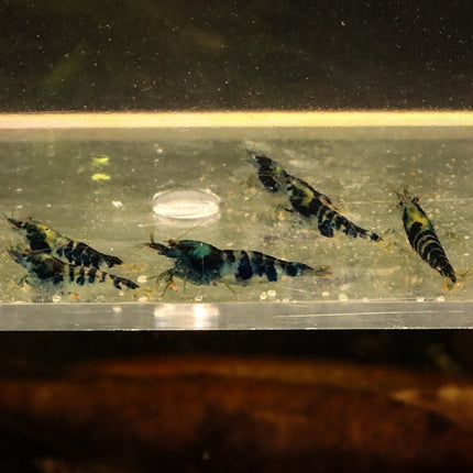 Dragon Blood Freshwater Shrimp Group of 6 (Stock Photo)