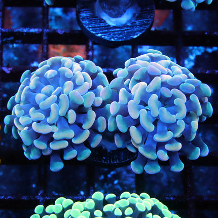Rainbow Branching Hammer (double)