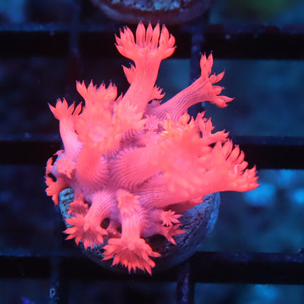 Ultra Pink Goni