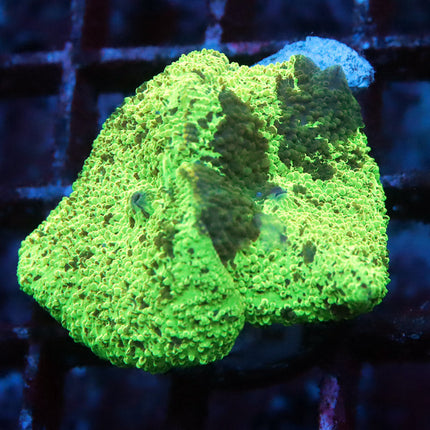 Kryptonite Mushroom (double)