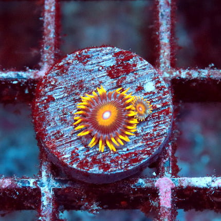 Super Saiyan Zoa