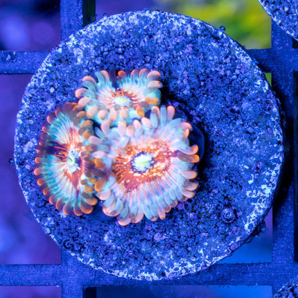 White Zombie Paly