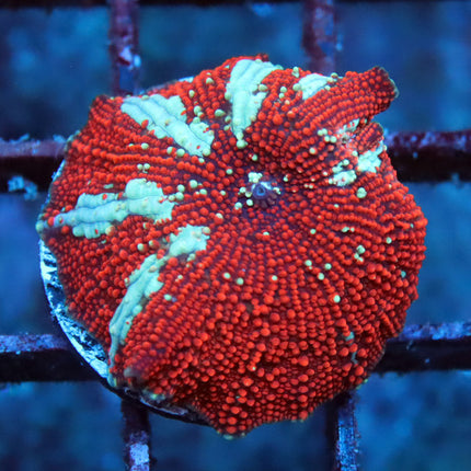 Red Devil Bounce Mushroom