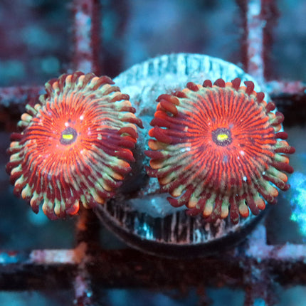 Blue Agave Zoa