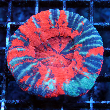 Ultra Superman Scoly