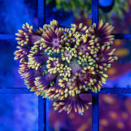 Kaleidoscope Goni