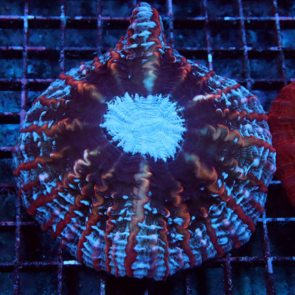 Ultra Rainbow Carnival Indophyllia