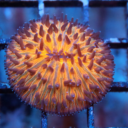 Ultra Orange Dome Fungia plate