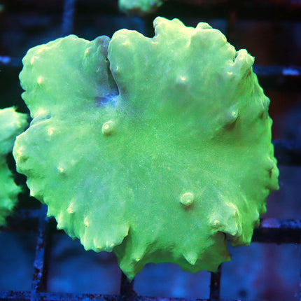 Neon Cabbage Coral