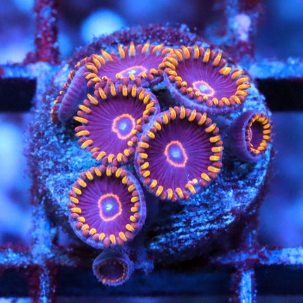 Red Hornet Zoa