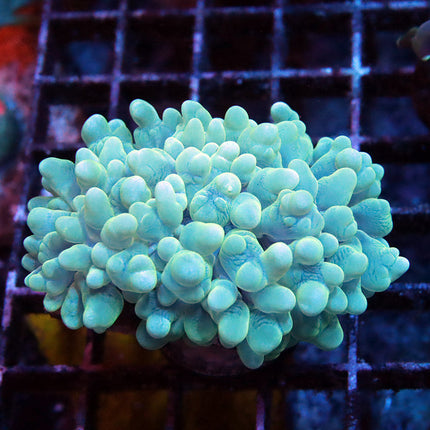 Teal Pearl Bubble Coral