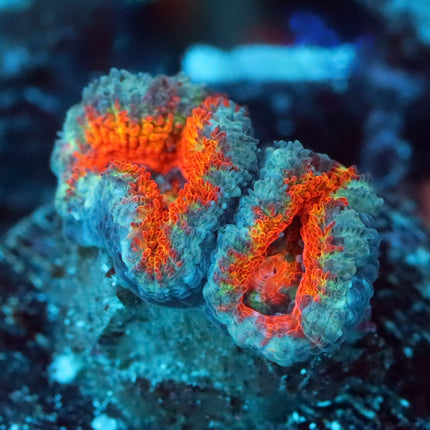 Rainbow Acan