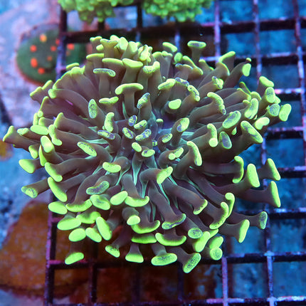Neon Branching Hammer