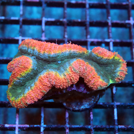 Christmas Rainbow Lobo