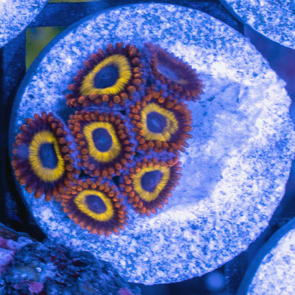 Fruitloop Zoa