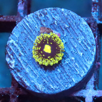 POTO Exosphere Zoa