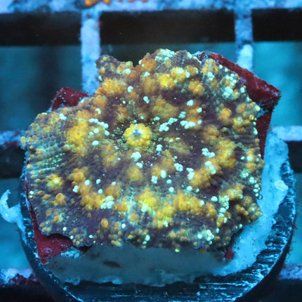 POTO Skull Crusher Mushroom