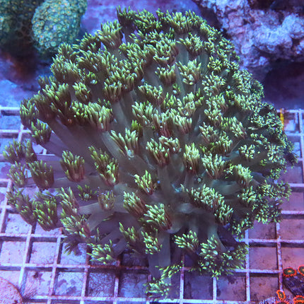 Neon Goni Colony