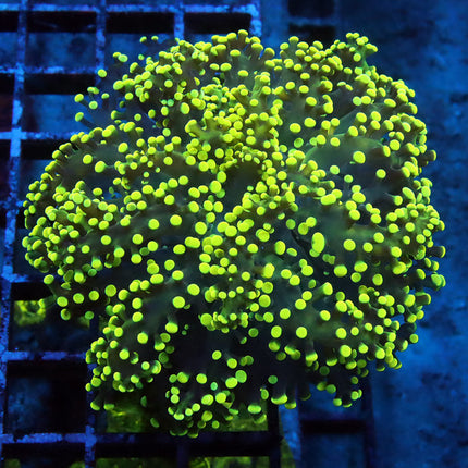 Ultra Rainbow Neon Octospawn