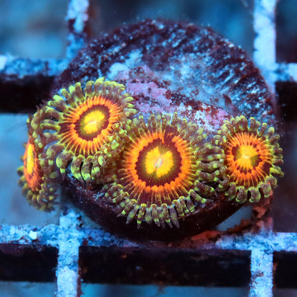 Rainbow Incinerator Zoa