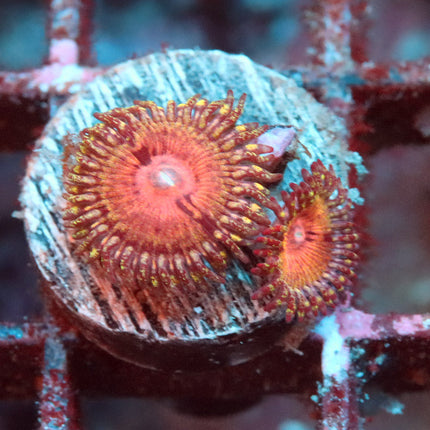 Kamikaze Kush Zoa