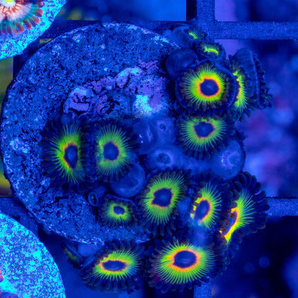 WWC Bob Marley Zoa