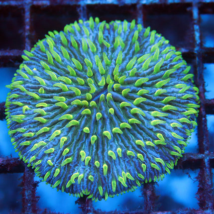 Ultra Alien Fungia Plate
