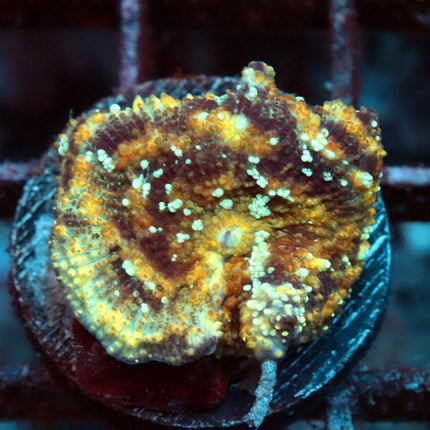 POTO SKull Crusher Mushroom