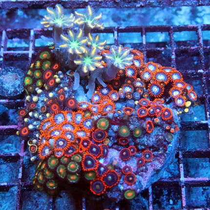 Ultra Zoa Mixed Colony