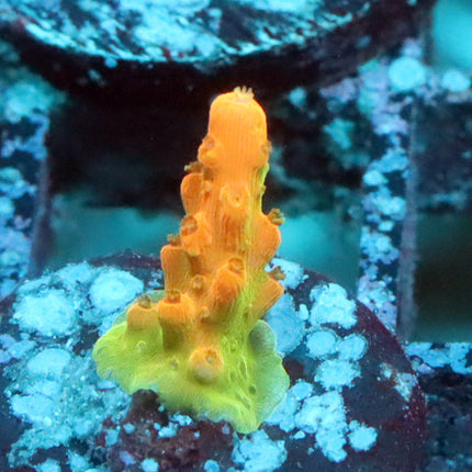 TGC Tropicana