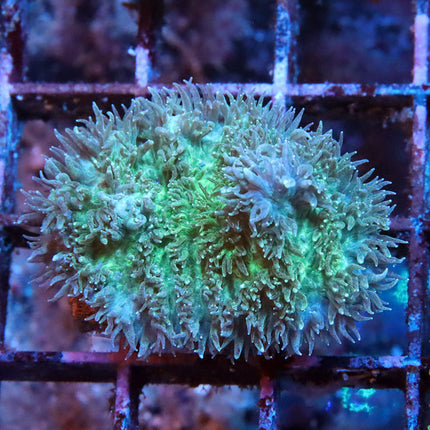 Hairy Hydronophora
