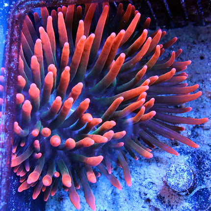 Sherman Rose Bubble Tip Anemone