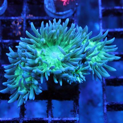 Duncan Coral