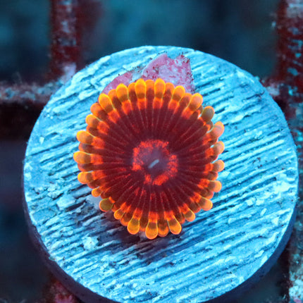 CC Mindtrick Zoa