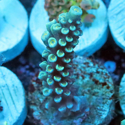 Copps Turquoise Hoeksemai
