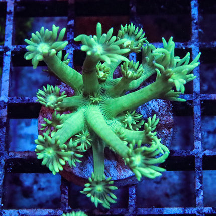 Neon Goni